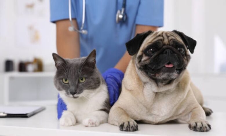 Veterinary Schools in New York