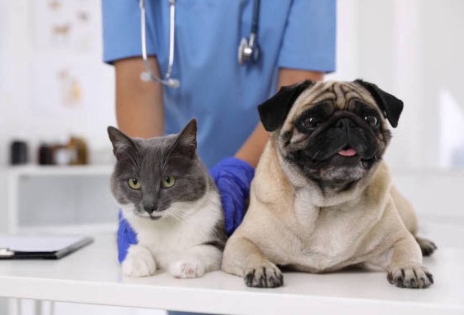 best-veterinary-schools-in-new-york-2022