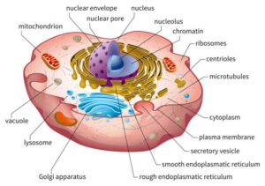What is a Cell?