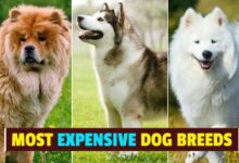 The Top 10 Most Expensive Dog Breeds In The World