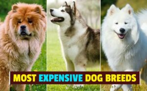 The Top 10 Most Expensive Dog Breeds In The World