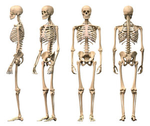 human anatomy bones