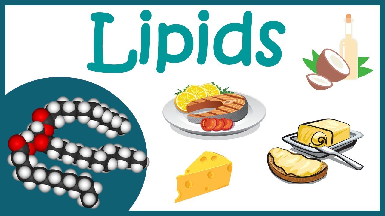 What is Lipids